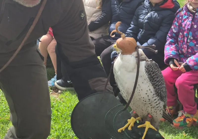 Dravci ve školce